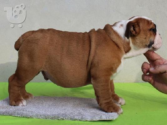 ENGLISH BULLDOG Κουτάβια